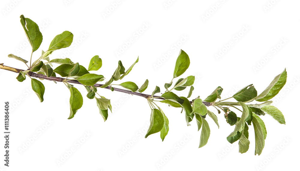 apple-tree branch with green leaves. Isolated on white backgroun apple-tree branch with green leaves. Isolated on white backgroun