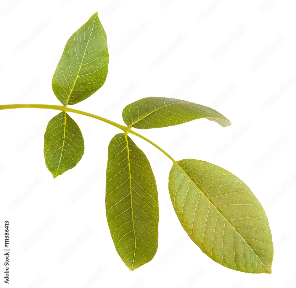 walnut leaves on a branch. isolated on white background walnut leaves on a branch. isolated on white background