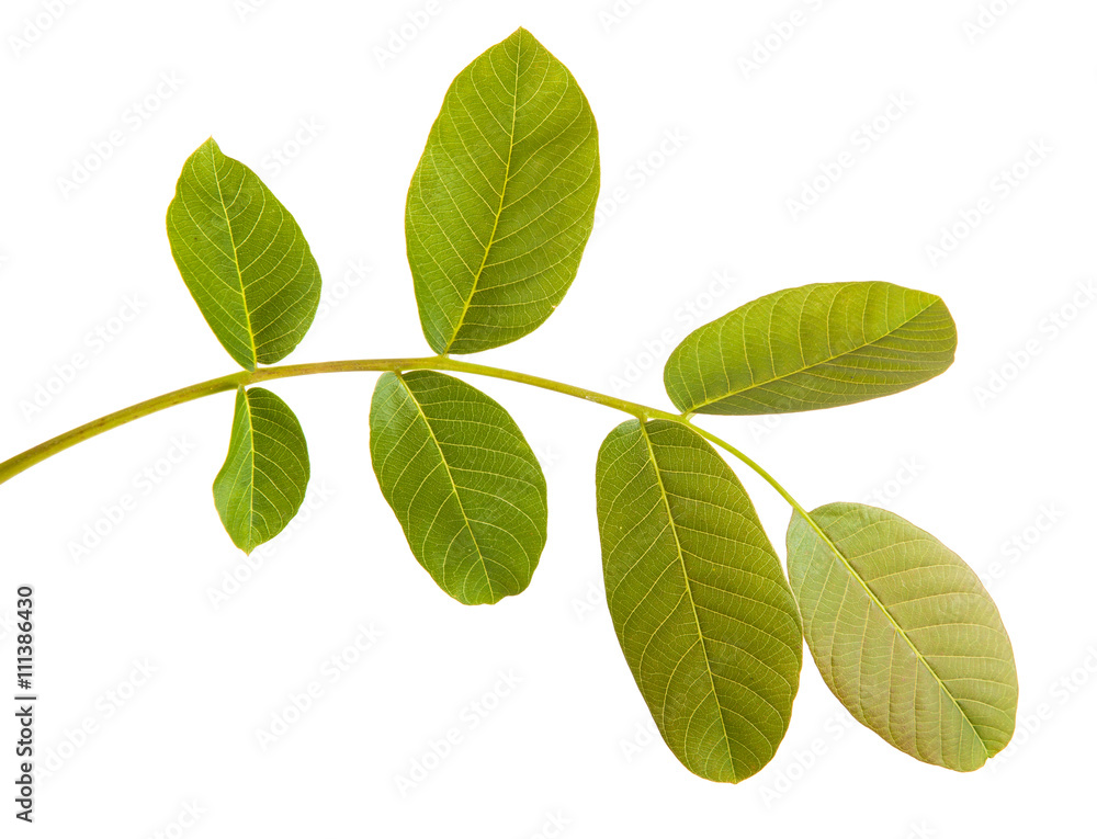 Fototapeta premium walnut leaves on a branch. isolated on white background