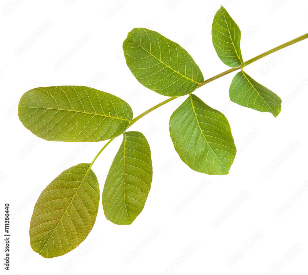 walnut leaves on a branch. isolated on white background walnut leaves on a branch. isolated on white background