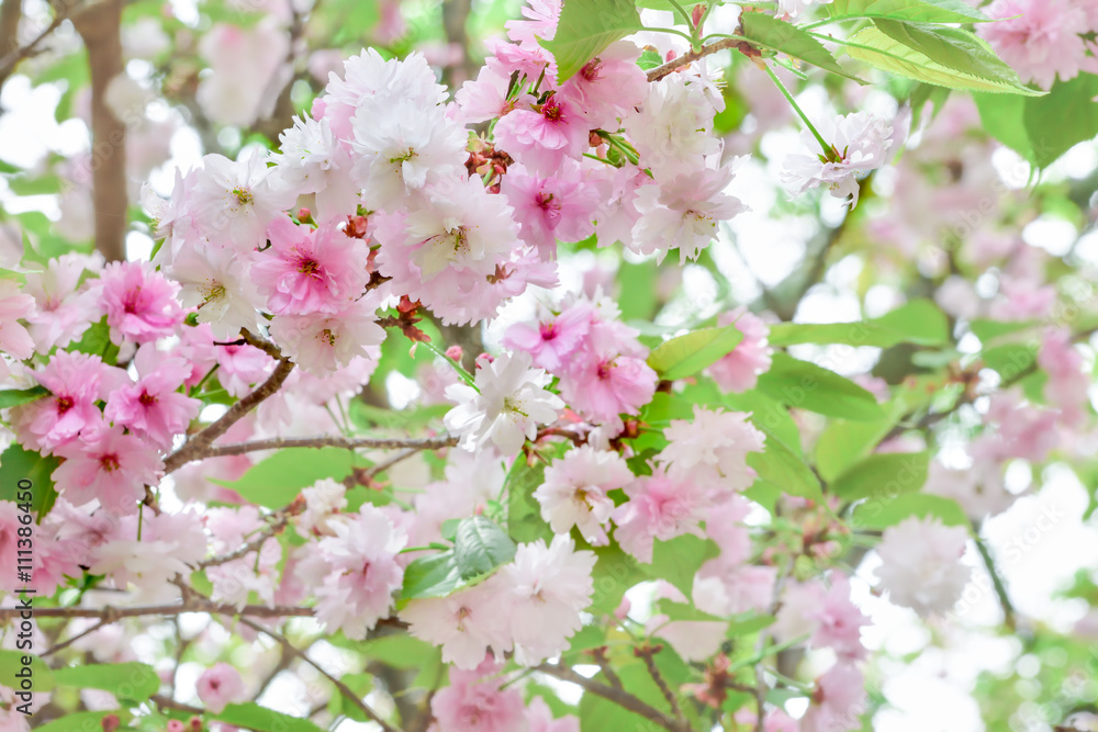 Double cherry blossoms. Prunus verecunda 'Antiqua Narano Yae Zakura'
Double cherry blossoms. Prunus verecunda 'Antiqua Narano Yae Zakura'