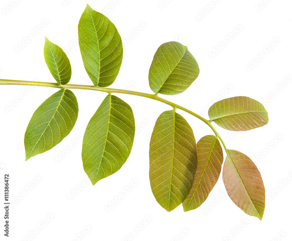 walnut leaves on a branch. isolated on white background walnut leaves on a branch. isolated on white background