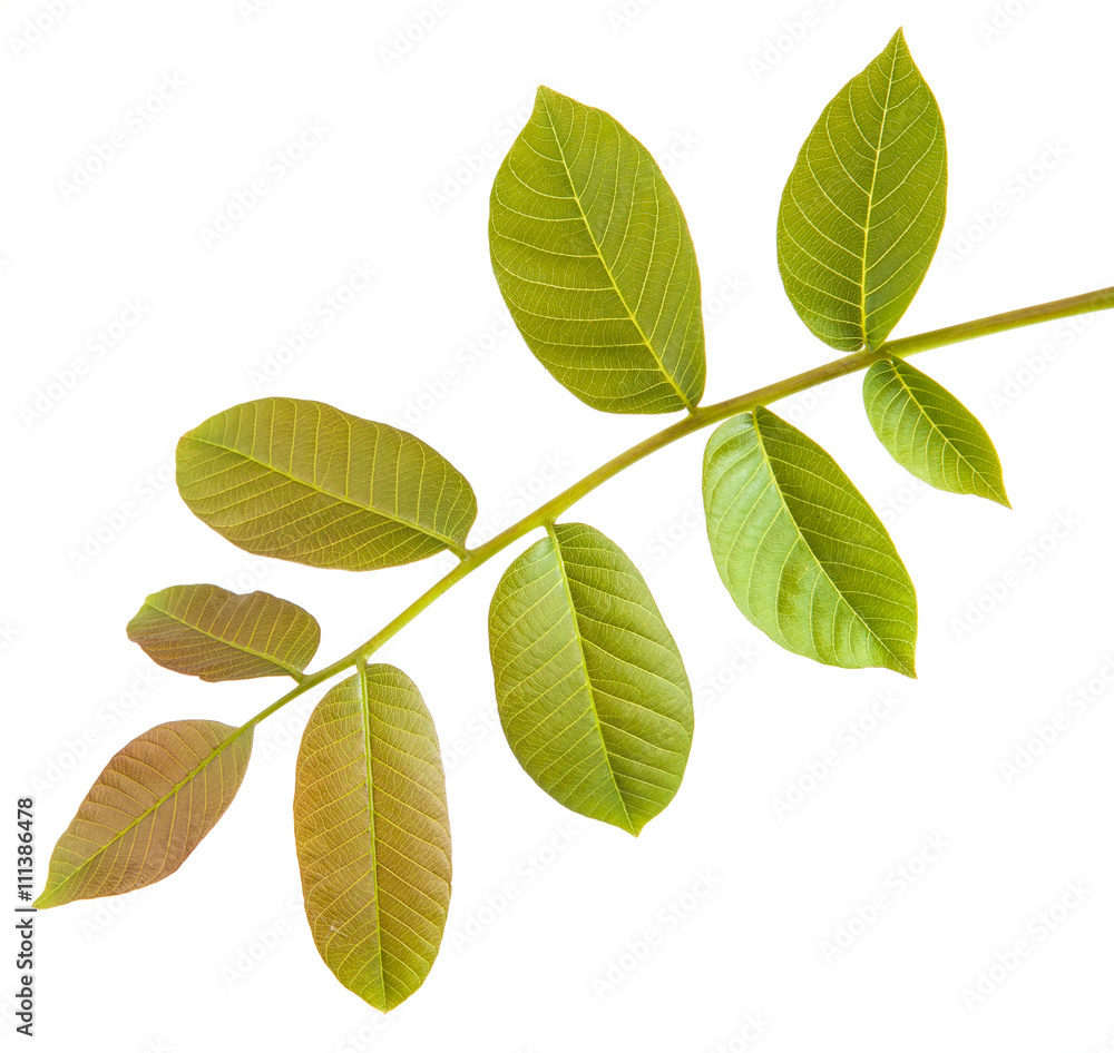 walnut leaves on a branch. isolated on white background walnut leaves on a branch. isolated on white background