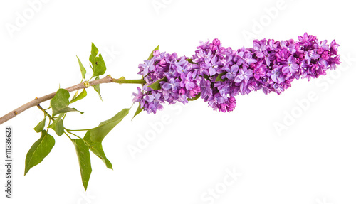 Flowering branch of lilac. isolated on white background