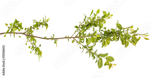 plum-tree branch with green leaves and berries. Isolated on whit