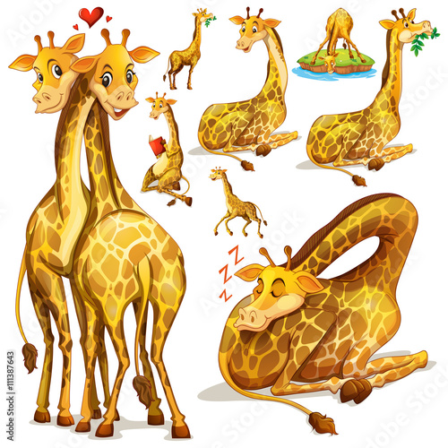 Photography Giraffes in different positions