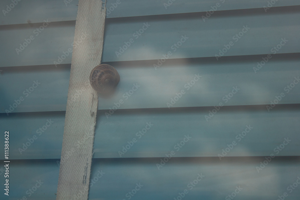 Snail homebound on blind Snail homebound on blind