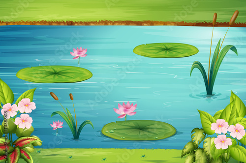 Scene with lotus in the pond