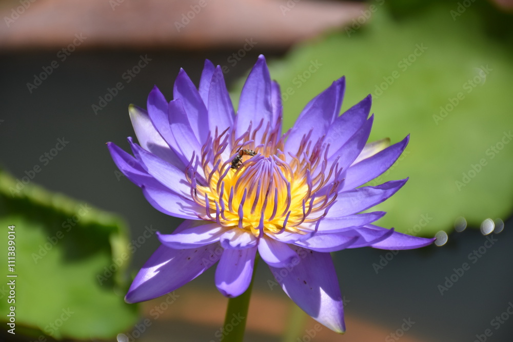 Beautiful purple water lily with in morning, sunlight
Beautiful purple water lily with in morning, sunlight