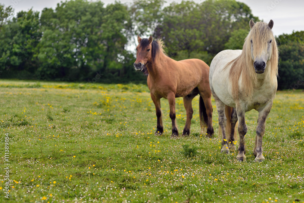 Fototapeta premium chevaux dans une pâture