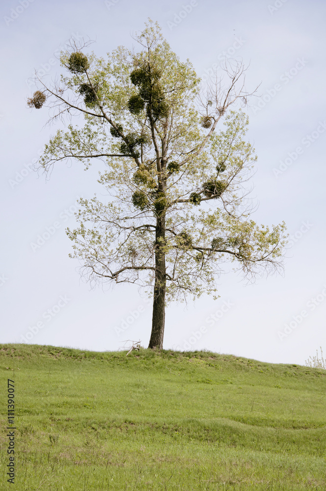 Fototapeta premium tree in the field