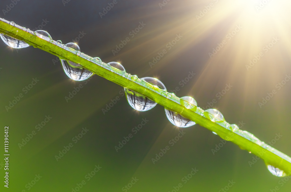 Obraz premium Grass with drops