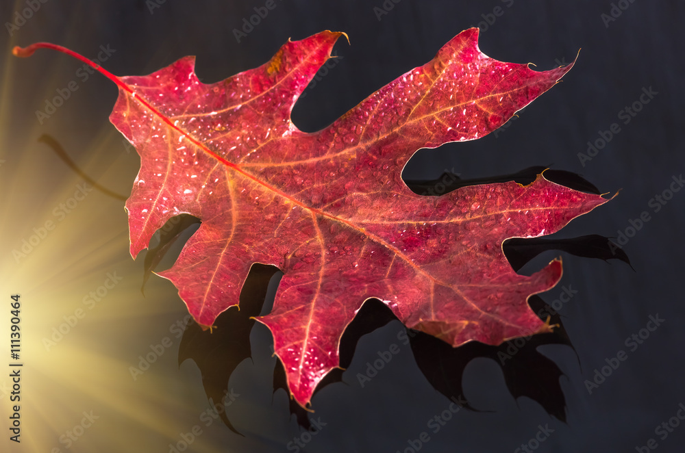 Fototapeta premium Red leaf on dark background