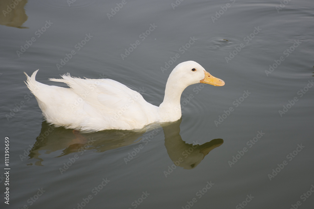 White Ducks