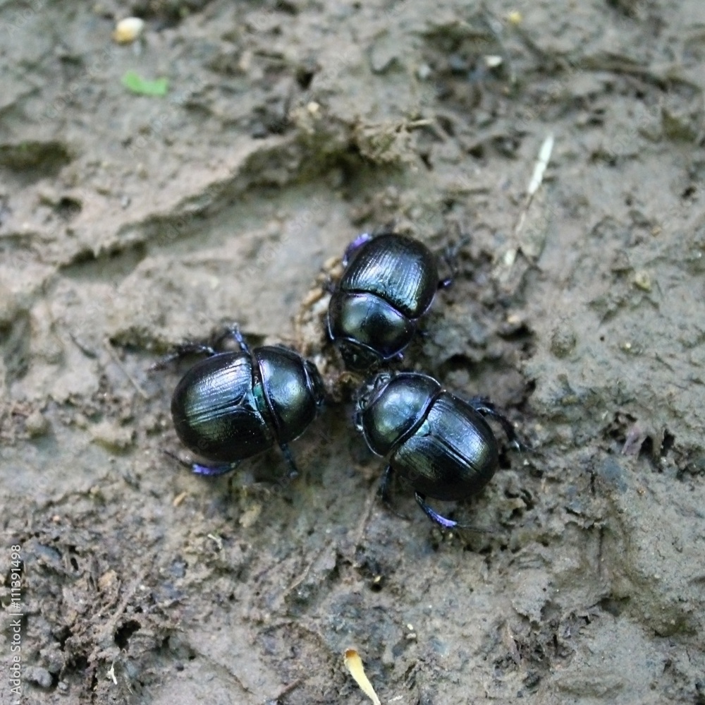 Three dor beetle in the park Three dor beetle in the park