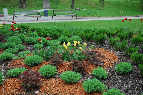 Yellow tulips, Sedum telephium 'Herbstfreude', Hosta sieboldiana, Heuchera on the flowerbed, sprinkler with orange dyed mulch. Ornamental plants for landscaping.