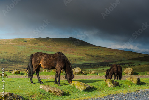 wild horses grazing on hills
