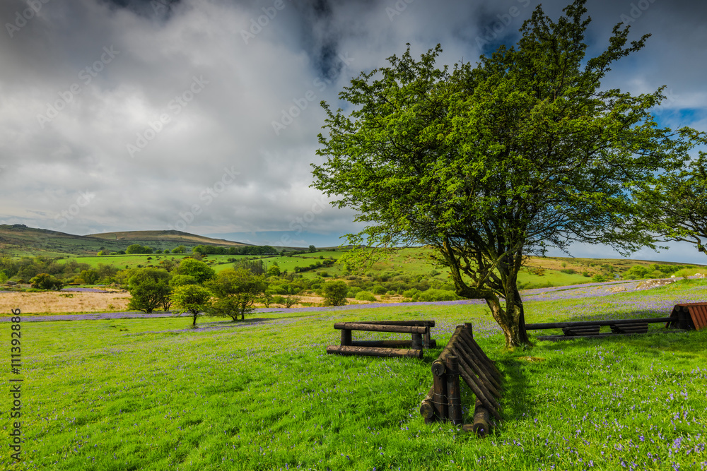 Wild meadow and hills with bluebells