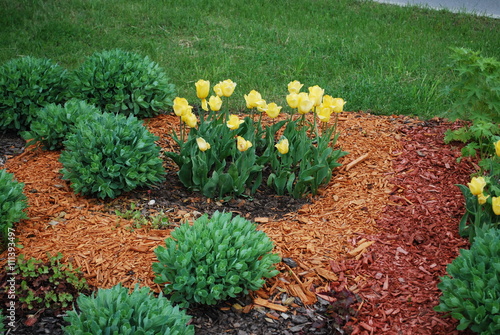 Fototapeta Yellow tulips, Sedum telephium 'Herbstfreude',  Heuchera on the flowerbed, sprinkler with orange dyed mulch