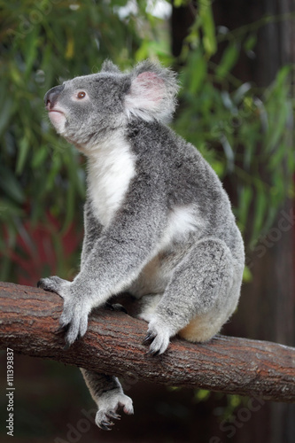 Koala (Phascolarctos cinereus) © DirkR