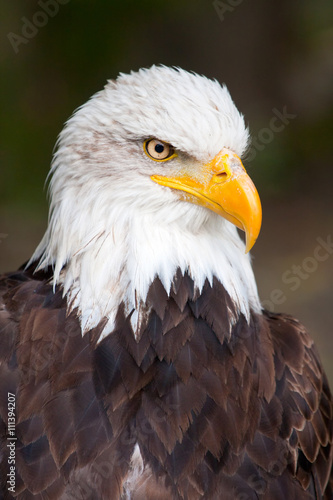 Haliaeetus leucocephalus - bald eagle head