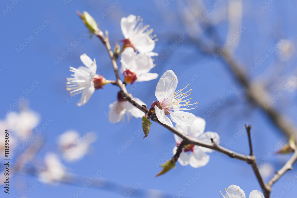 Beautiful spring flowers Beautiful spring flowers