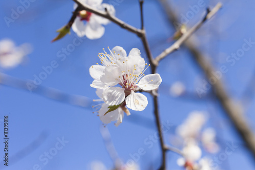 Beautiful spring flowers © selezenj