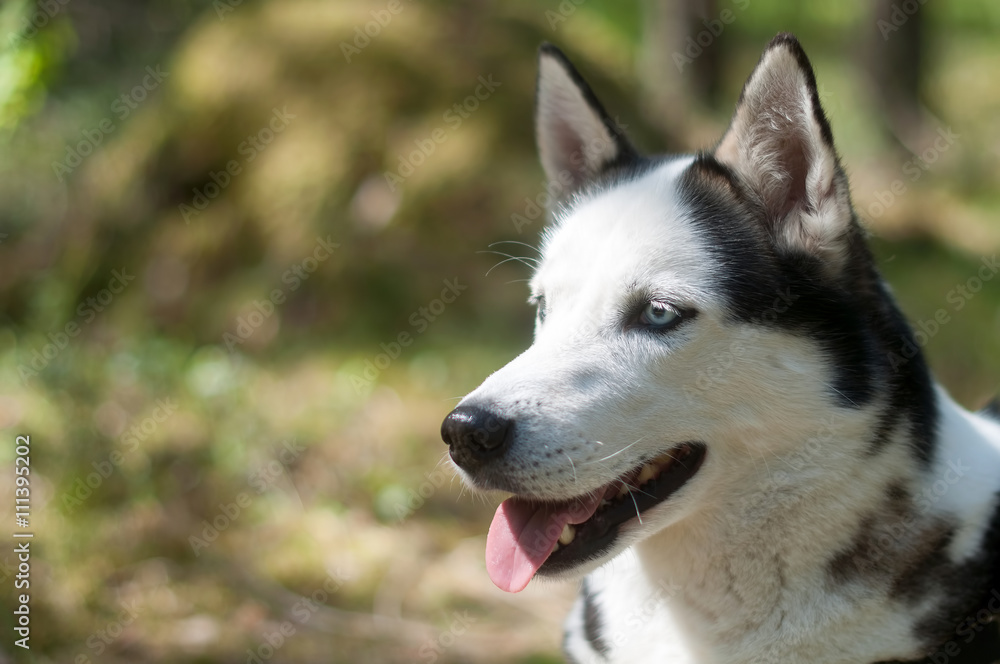 Husky dog in a forest portrait