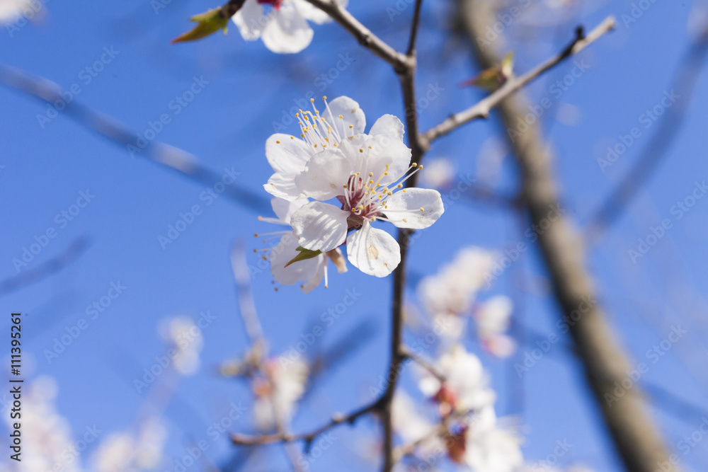Beautiful spring flowers