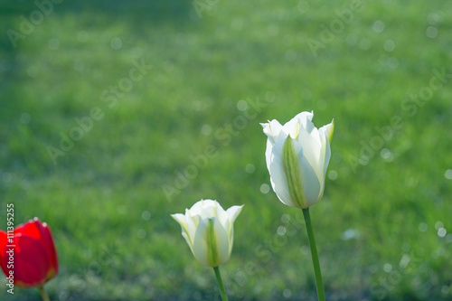 Fototapeta Naklejka Na Ścianę i Meble -  Weiße Tulpen mit Rasenhintergrund