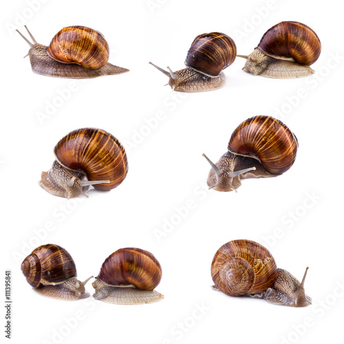 Snails, garden snail collection. Snails (Helix pomatia) isolated on white background.