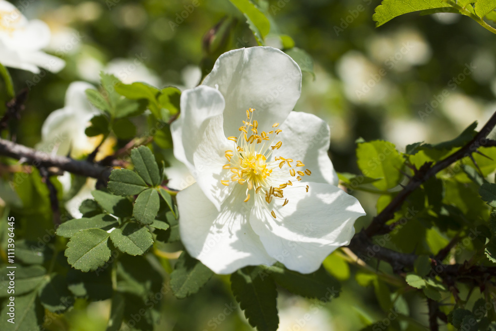 Beautiful spring flowers