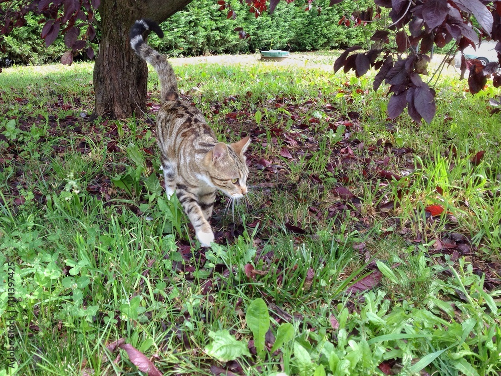 gatto avanza silenzioso nel prato gatto avanza silenzioso nel prato