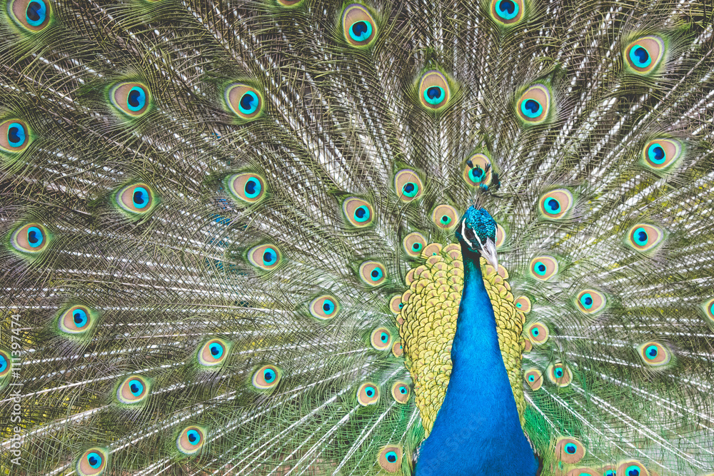 Obraz premium Peacock with beautiful expanded feathers