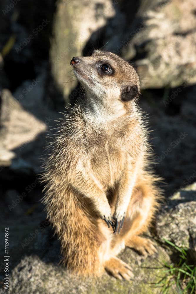 Fototapeta premium Beautiful wild meerkat