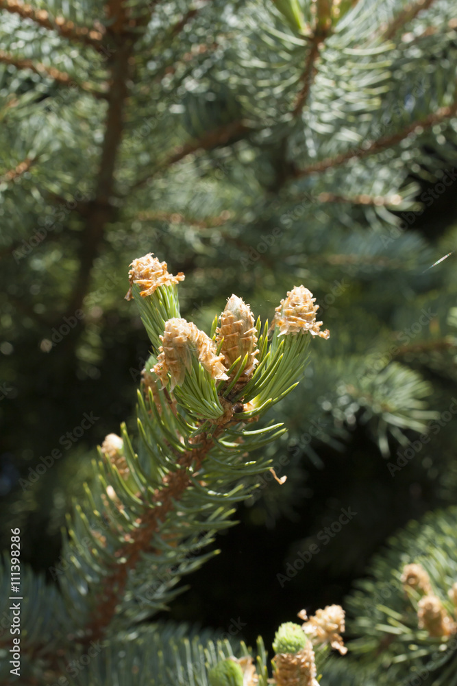 Young escapes on a fir-tree