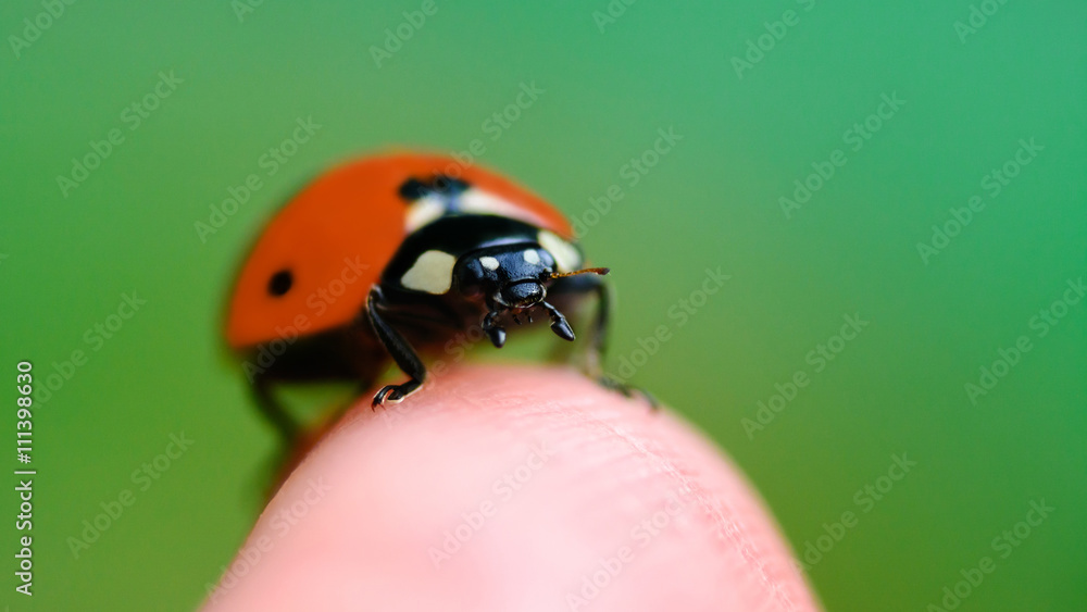 Fototapeta premium little ladybug sitting on finger summer
