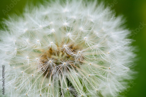 big fluffy dandelion remove the macro spring