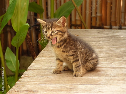 縁側で大あくびをする茶虎の仔猫