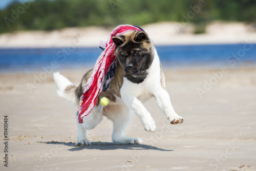 Fototapeta Naklejka Na Ścianę i Meble -  american akita dog catching a ball
