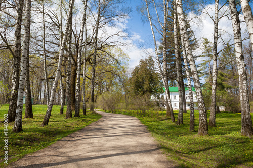 Alley of birches in Yasnaya Polyana, Russia