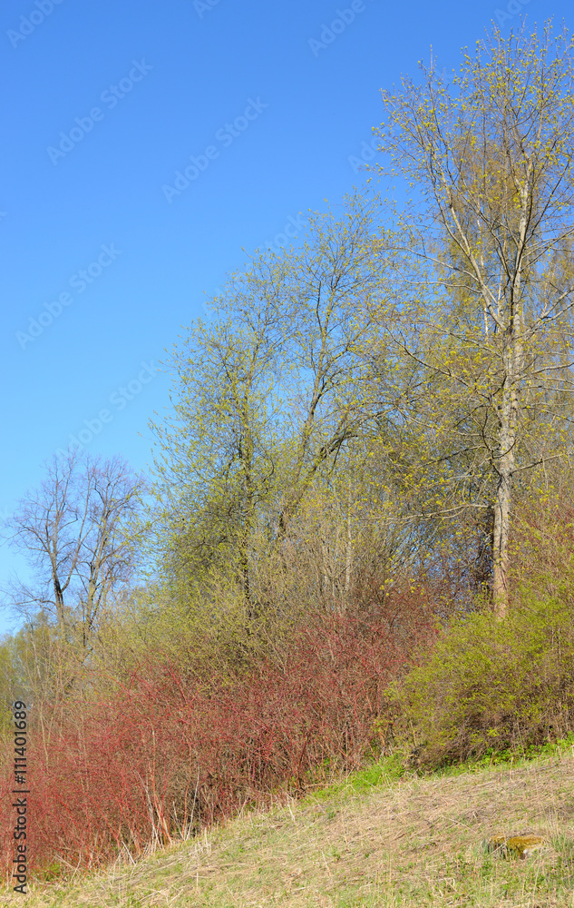 Park at spring.