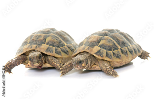 Testudo hermanni tortoise