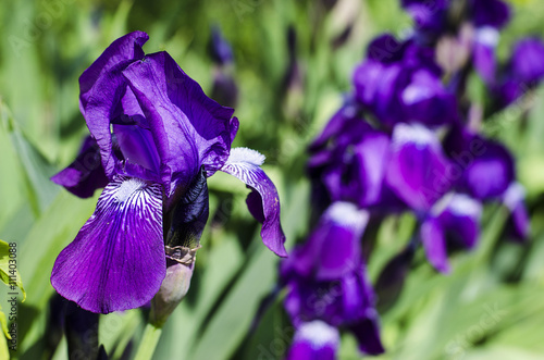 Fototapeta Naklejka Na Ścianę i Meble -  purple flowers irises