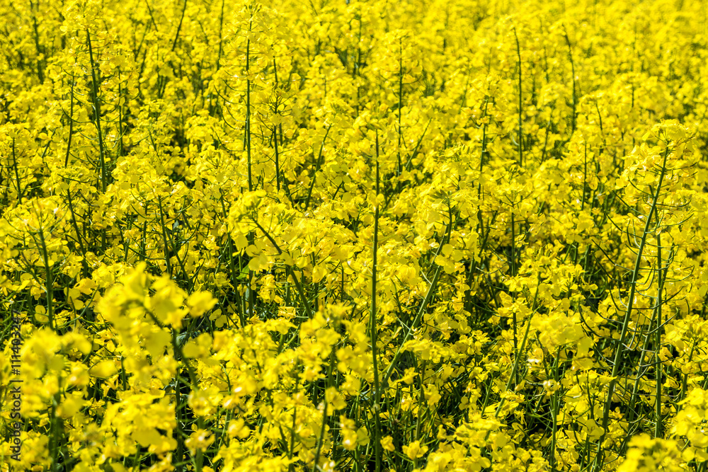 Raps Texture Raps Texture