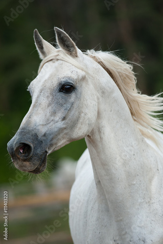 white arab stallion portrait in movement