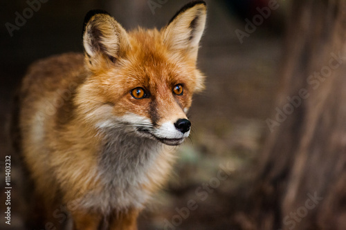 curious fox portrait © Mari_art