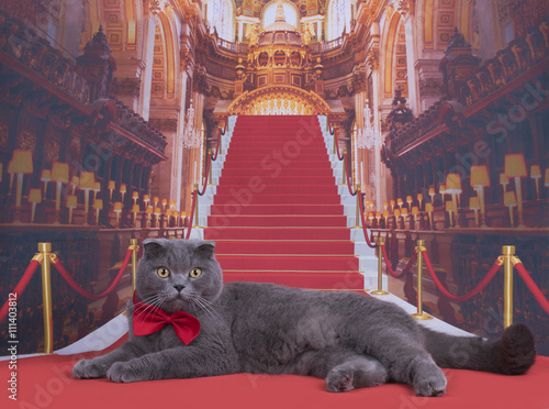 Important Scottish Fold cat on the red carpet photo