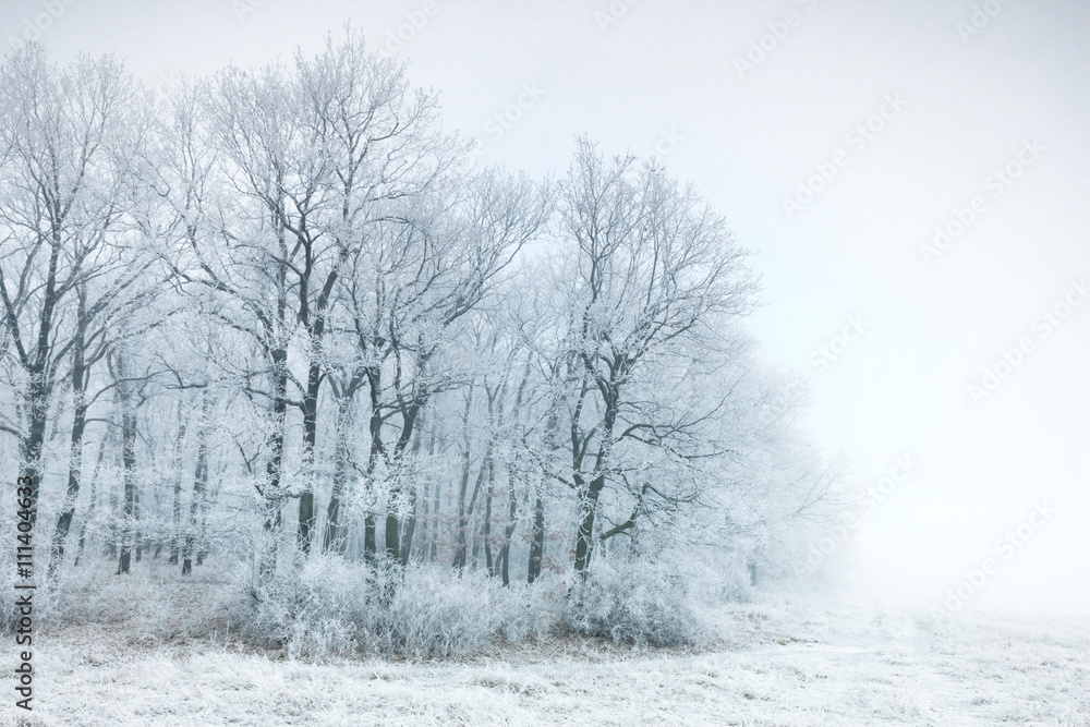 Obraz premium Frozen forest on a very cold day
