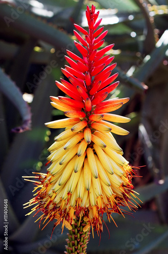 Fényképezés African aloe flower (Aloe africana)